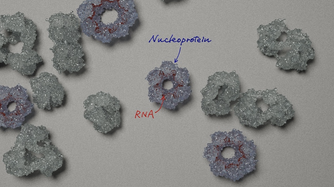 The structure of the nucleoprotein-RNA complex was identified from multiple complex states.